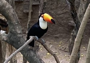 Toucan, Chiquitania
