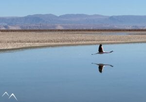 Récit Folbaum - Flamant Altiplano