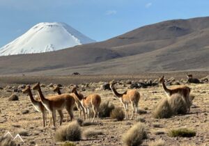 Récit Folbaum - Parinacota
